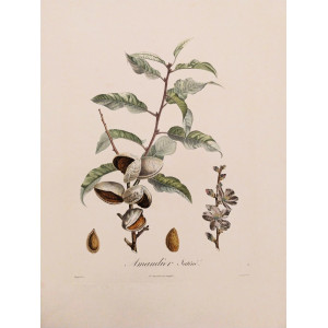 Amandier Satiné. Parigi, Langlois, 1807.