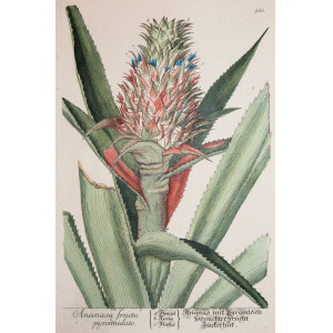 Ananas fructu pigramidato. Norimberga, Elisabeth Blackwell, 1757 - 1773.
