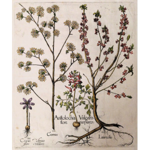Aristolochia vulgaris flore purpureo-Laureola-Cornus-Crocus vernus flore violaceo. Norimberga, Basilius Besler, 1613.