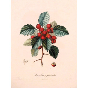 Azerolier à fruit écarlate. Parigi, Langlois, 1807.