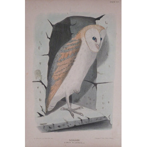 Barbagianni-Specie XLV. Firenze, G. Salvi - A. Manzella, 1879-1906.