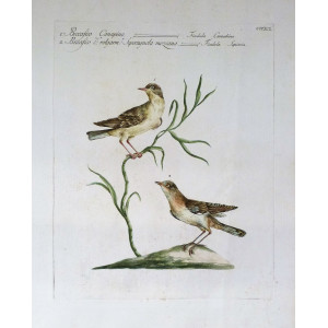 Beccafico canapino-Beccafico d.o volgarm. seperagnola mezzana. Firenze, S. Manetti - L. Lorenzi - V. Vanni, 1767 - 1776.