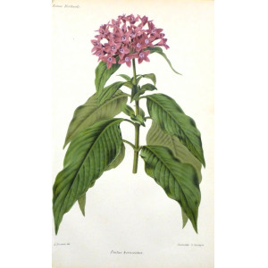 Pentas kermesina. Parigi, Guillaume Severeyns, 1850 circa.