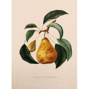 Beurré Berckmans. Bruxelles, F. Parent, 1853-1860.