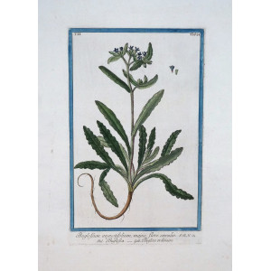 Buglossa. Roma, Bouchard & Gravier, 1772 - 1780.