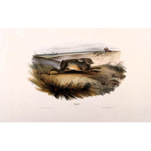 Caccia - Lepre. Napoli, Raimondo Petraroja, 1860 ca.