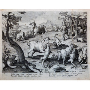 Caccia-Corsica quas gignit præstanti corpore vulpes. Anversa, Giovanni Stradano - Philip Galle, 1578-1596.