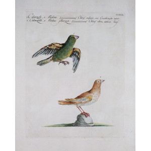 Calenzuolo o verdone-Calenzuolo o verdone scherzoso. Firenze, S. Manetti - L. Lorenzi - V. Vanni, 1767 - 1776.