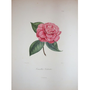 Camellia Calciatti. Parigi, N. Rémond, 1841-1843.