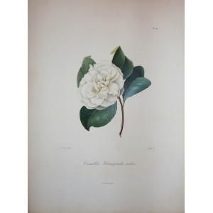 Camellia Heteropetala Rubra. Parigi, N. Rémond, 1841-1843.