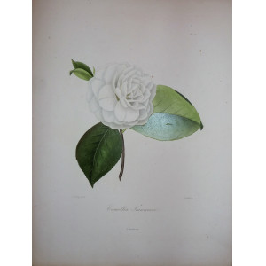 Camellia Innocenza. Parigi, N. Rémond, 1841-1843.