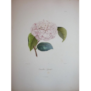 Camellia Lynchkii. Parigi, N. Rémond, 1841-1843.
