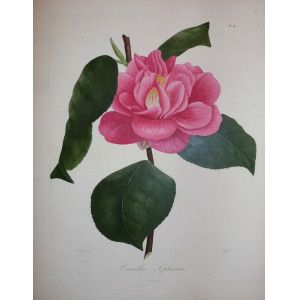 Camellia Sophiana. Parigi, N. Rémond, 1841-1843.