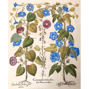 Campanula minor syluestris flore caeruleo-Convolvulus Indics flore vislaceo-Nil Arabum Carnerary. Norimberga, Basilius Besler, 1613.