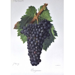 Carignane. Parigi, Jules Troncy, 1901-1910.