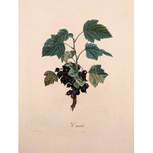 Cassis. Parigi, Langlois, 1807.