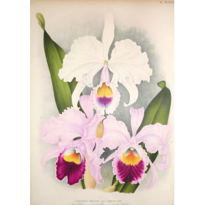 Cattleya Trinae Lind. Var. Eminens. Belgio,  F. Meyer-Van Loo, 1885.