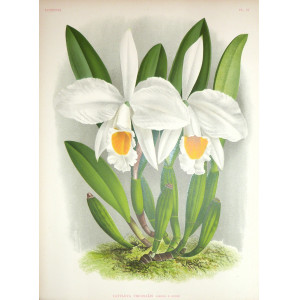 Cattleya Virginalis. Belgio,  F. Meyer-Van Loo, 1885.