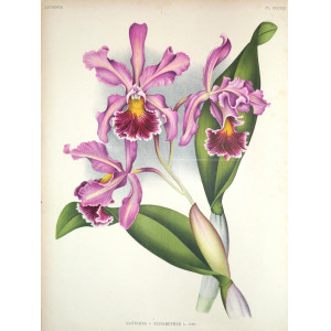 Cattleya x Elisabethae. Belgio,  F. Meyer-Van Loo, 1885.
