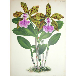 Cattleya x Memoria Bleui. Belgio,  F. Meyer-Van Loo, 1885.