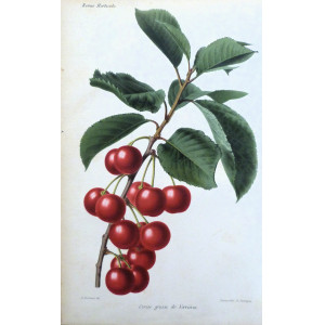 Cerise grosse de Verrières. Parigi, Guillaume Severeyns, 1850 circa.
