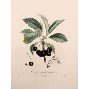 Cerise royale. Parigi, Langlois, 1807.