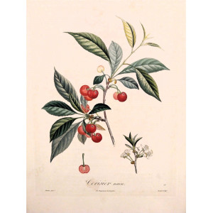 Cerisier nain. Parigi, Langlois, 1807.
