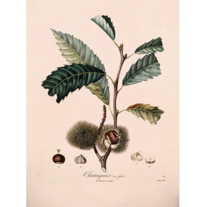 Chataignier. Parigi, Langlois, 1807.