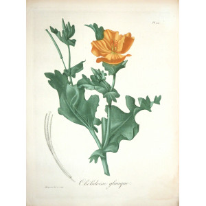 Chélidoine glauque. Parigi, Hocquart, 1821-1825.