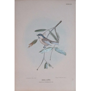 Cincia Alpina-Specie XCV. Firenze, G. Salvi - A. Manzella, 1879-1906.