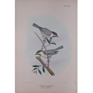 Cincia Dalmatica-Specie XCVI. Firenze, G. Salvi - A. Manzella, 1879-1906.