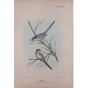 Codona-Specie LXXXIX. Firenze, G. Salvi - A. Manzella, 1879-1906.