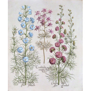 Consolida regalis. Norimberga, Basilius Besler, 1613.