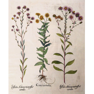 Conyza media-Aster Atticus minor flore coeruleo-Aster atticus maior Flore coeruleo. Norimberga, Basilius Besler, 1613.