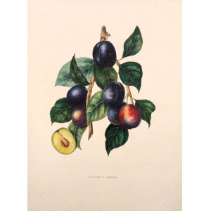 Cooper's Large. Bruxelles, F. Parent, 1853-1860.