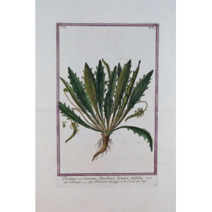 Coronopo. Roma, Bouchard & Gravier, 1772 - 1780.