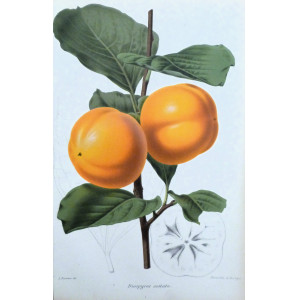Diospyros costata. Parigi, Guillaume Severeyns, 1850 circa.
