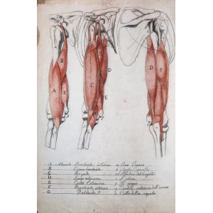 Disegno di anatomia umana. Centro Italia, 1820 circa.