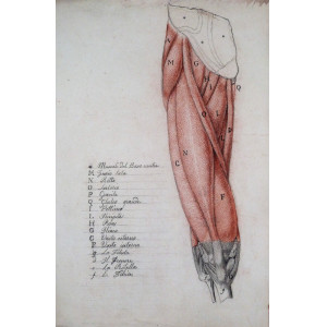 Disegno di anatomia umana. Centro Italia, 1820 circa. 