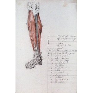 Disegno di anatomia umana. Centro Italia, 1820 circa. 