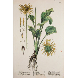Doranicum Austriacum. Norimberga, Elisabeth Blackwell, 1757 - 1773.