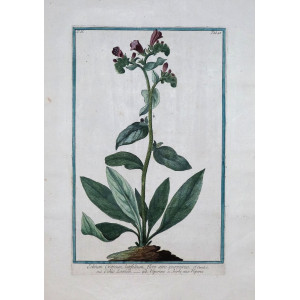 Echio zanich. Roma, Bouchard & Gravier, 1772 - 1780.