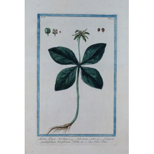 Erba pari. Roma, Bouchard & Gravier, 1772 - 1780.