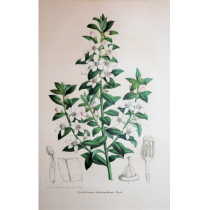 Eriostemon intermedium. Parigi, Guillaume Severeyns, 1850 circa.