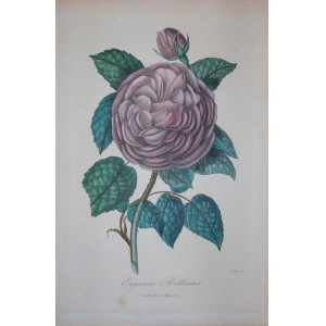 Eugenie Poilleaux. Parigi, Visto, 1851-1872.