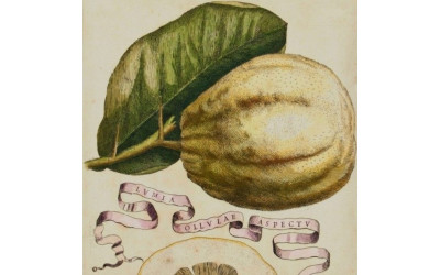 Ferrari, Giovanni Battista