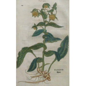 Elenium. Basilea, Leonhart Fuchs, 1542.