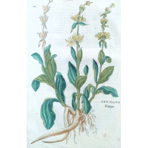 Gentiana. Basilea, Leonhart Fuchs, 1542.