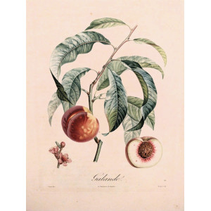 Galande. Parigi, Langlois, 1807.