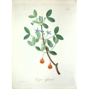 Gayac officinal. Parigi, Hocquart, 1821-1825.